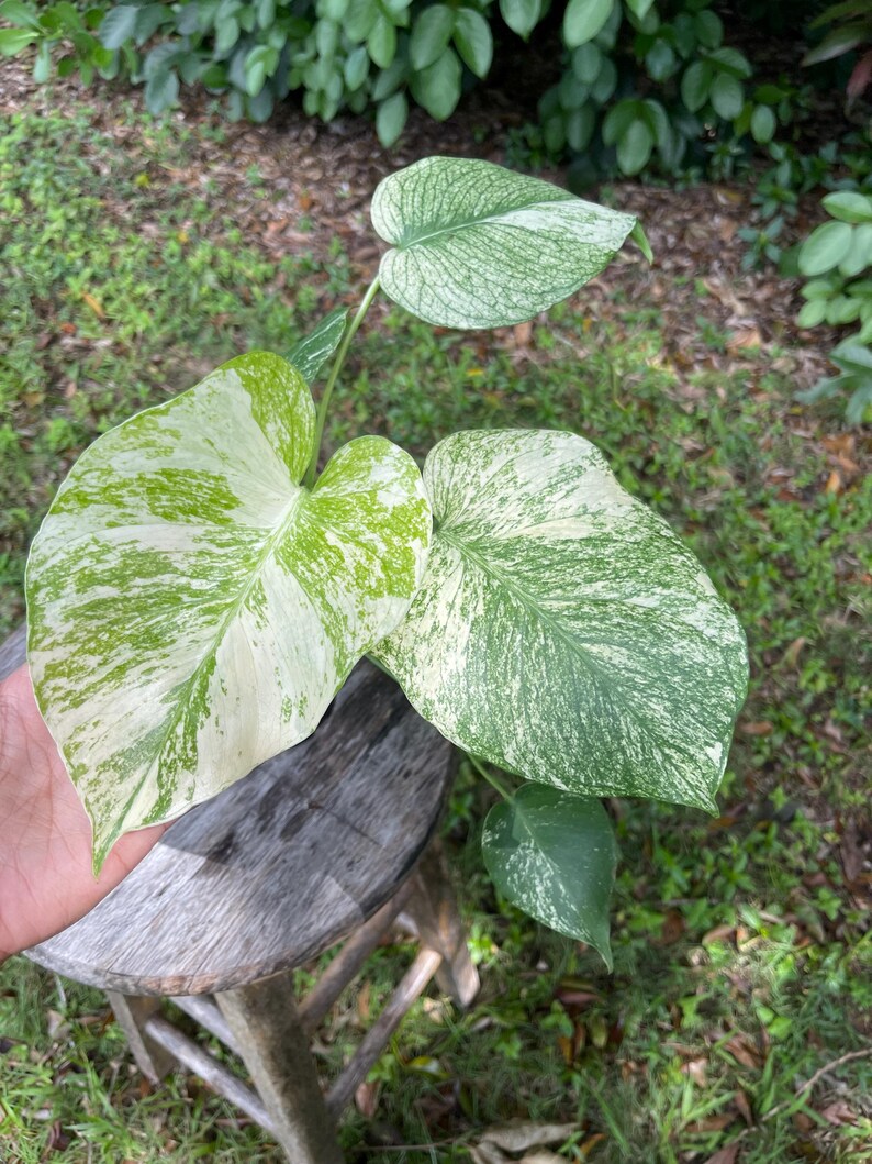 Monstera Mint Christina08garden on Sale Ship Monday & Tuesday Etsy