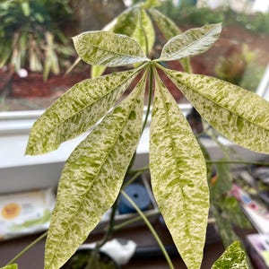 Variegated Money Tree Albo Variegated | Pachira Aquatica Variegated / on  Sale | Christina's Garden | Ship: Monday & Mond - Etsy