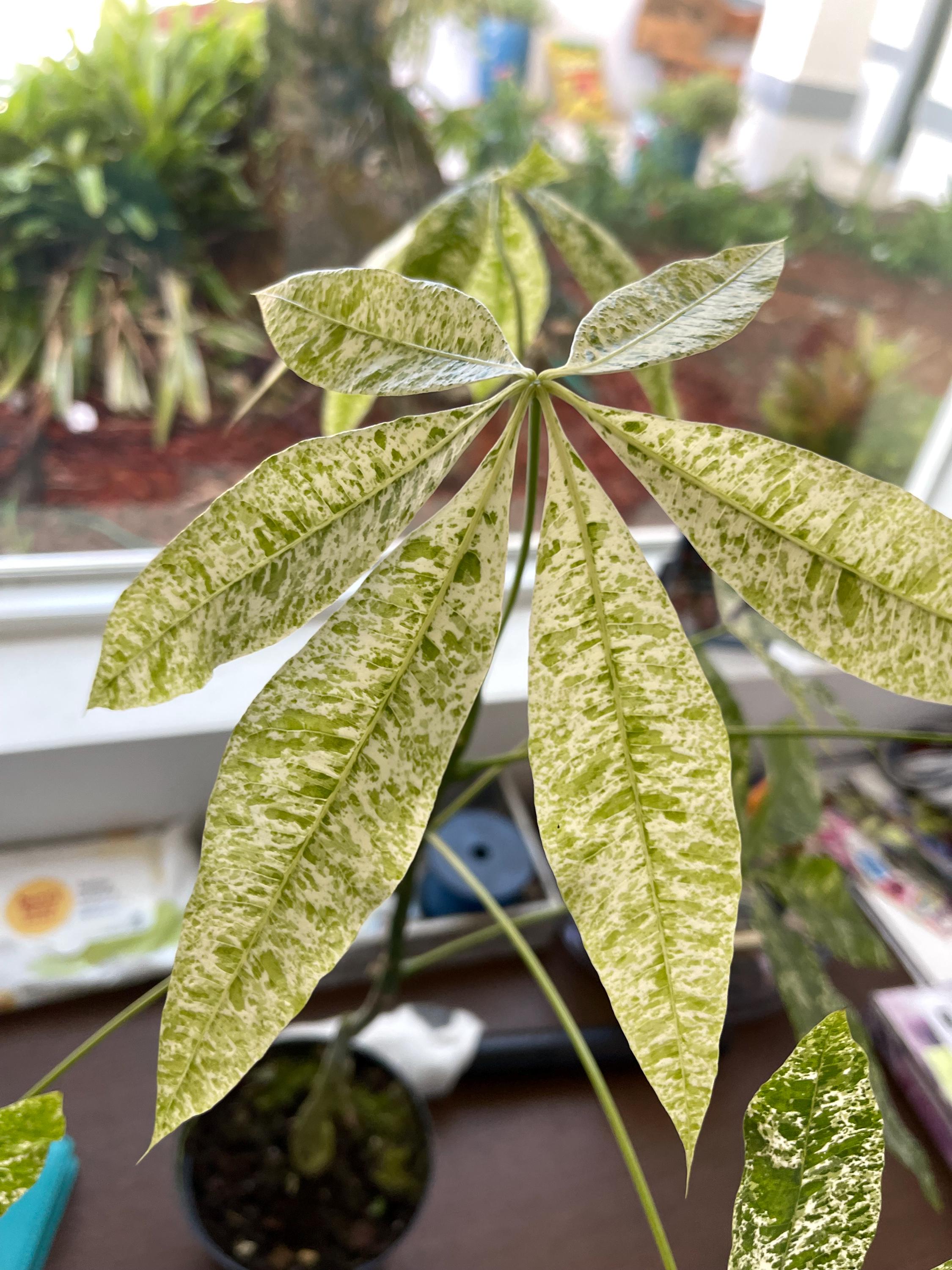 Variegated Money Tree Albo Variegated | Pachira Aquatica Variegated / on  Sale | Christina's Garden | Ship: Monday & Mond - Etsy