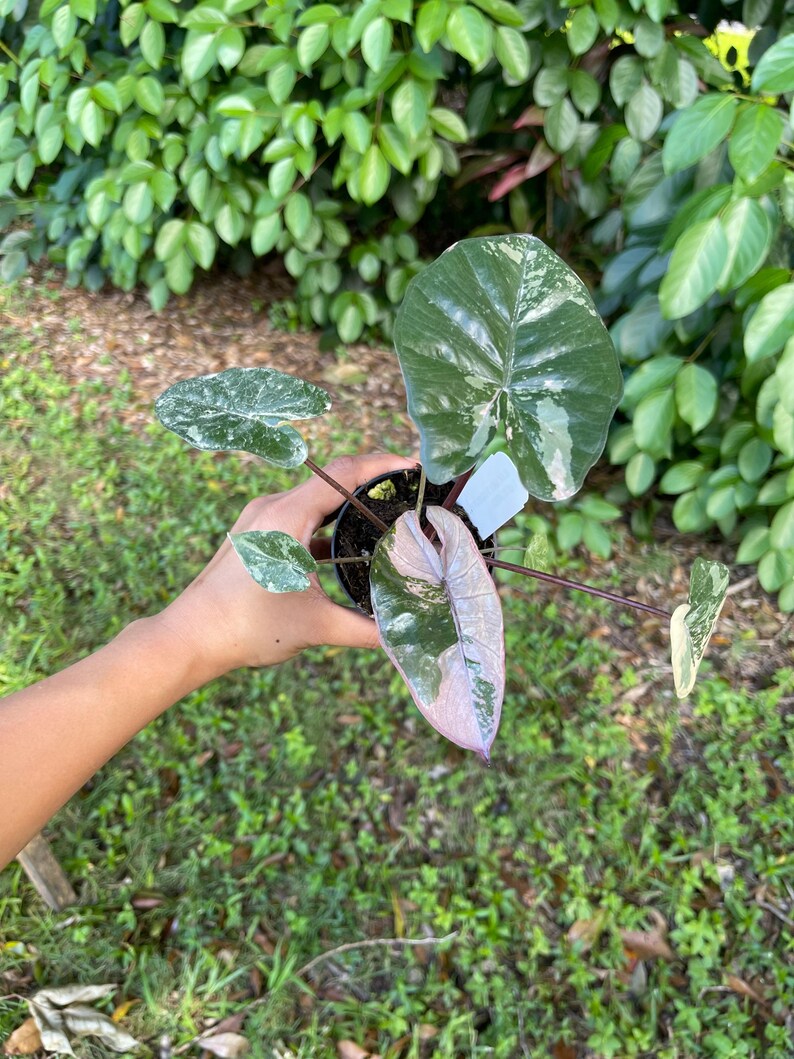 Alocasia Yucatán Princess Christina08garden From Florida Ship Monday