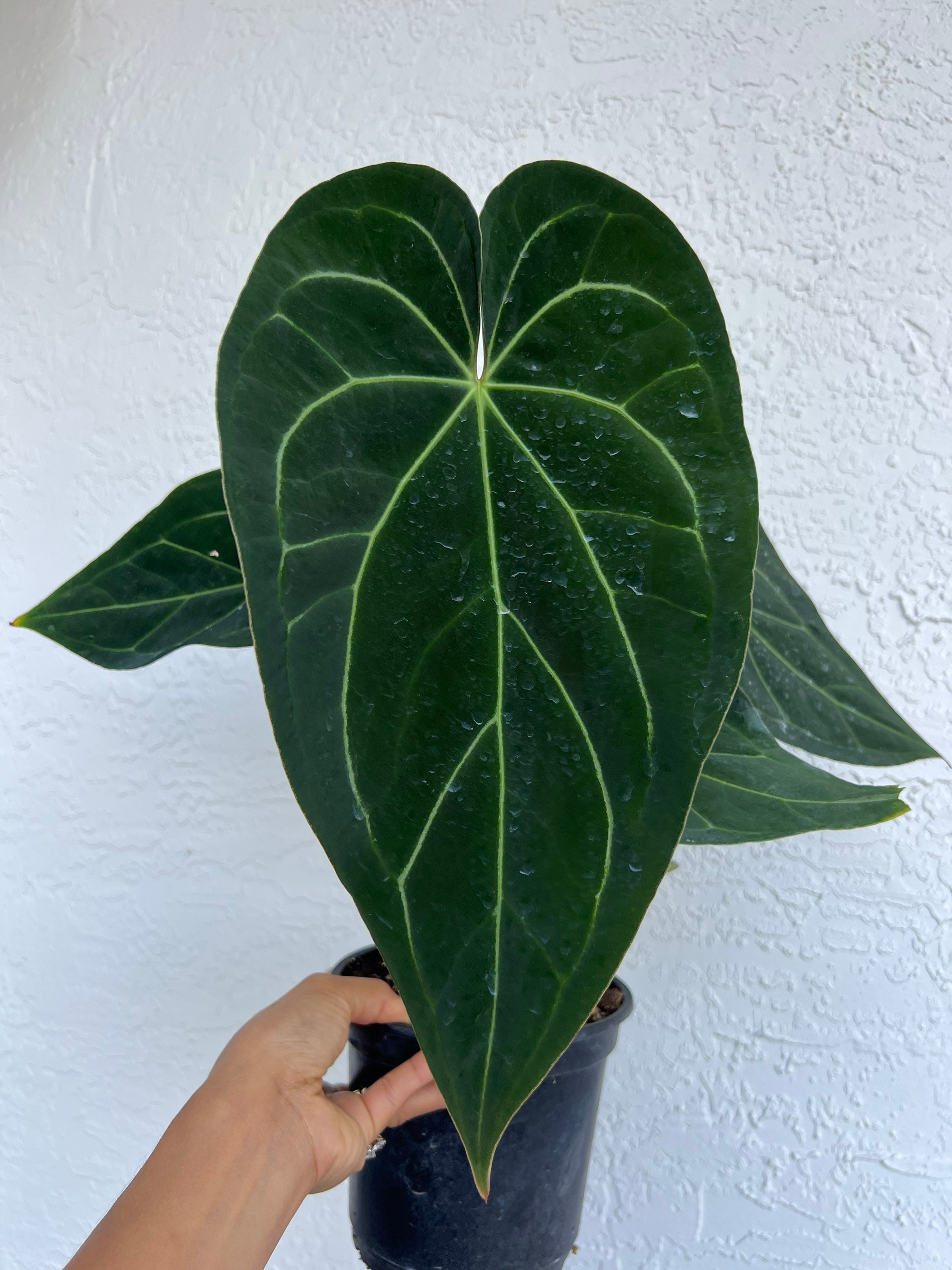 Tim Anderson Anthurium Long Leaf X Stripey Mag | FREE SHIPPING* U.S Seller  / From: Christina08garden - Etsy