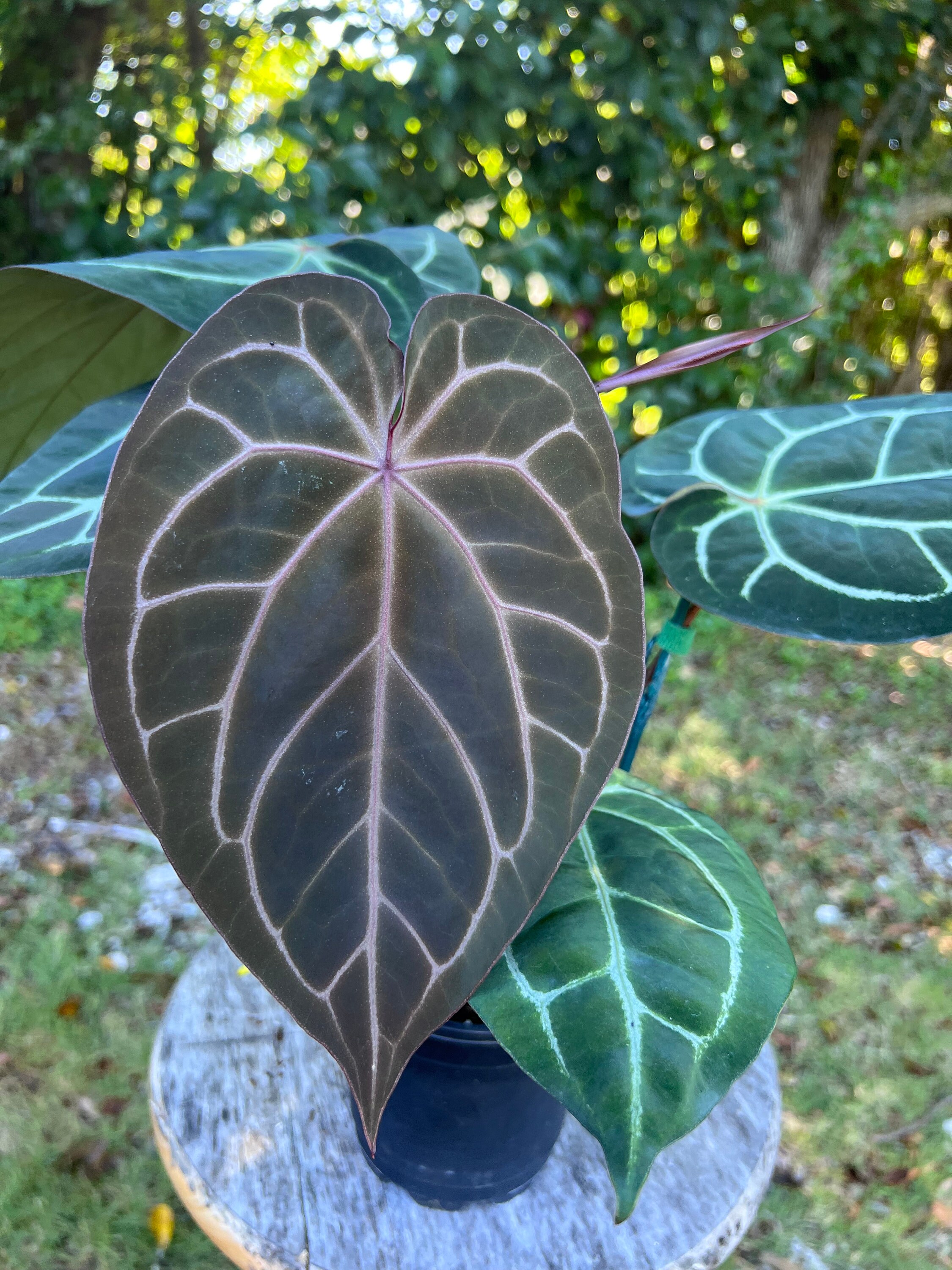 Anthurium Red Crystallinum Select 53' X Michelle 1' Doc Block