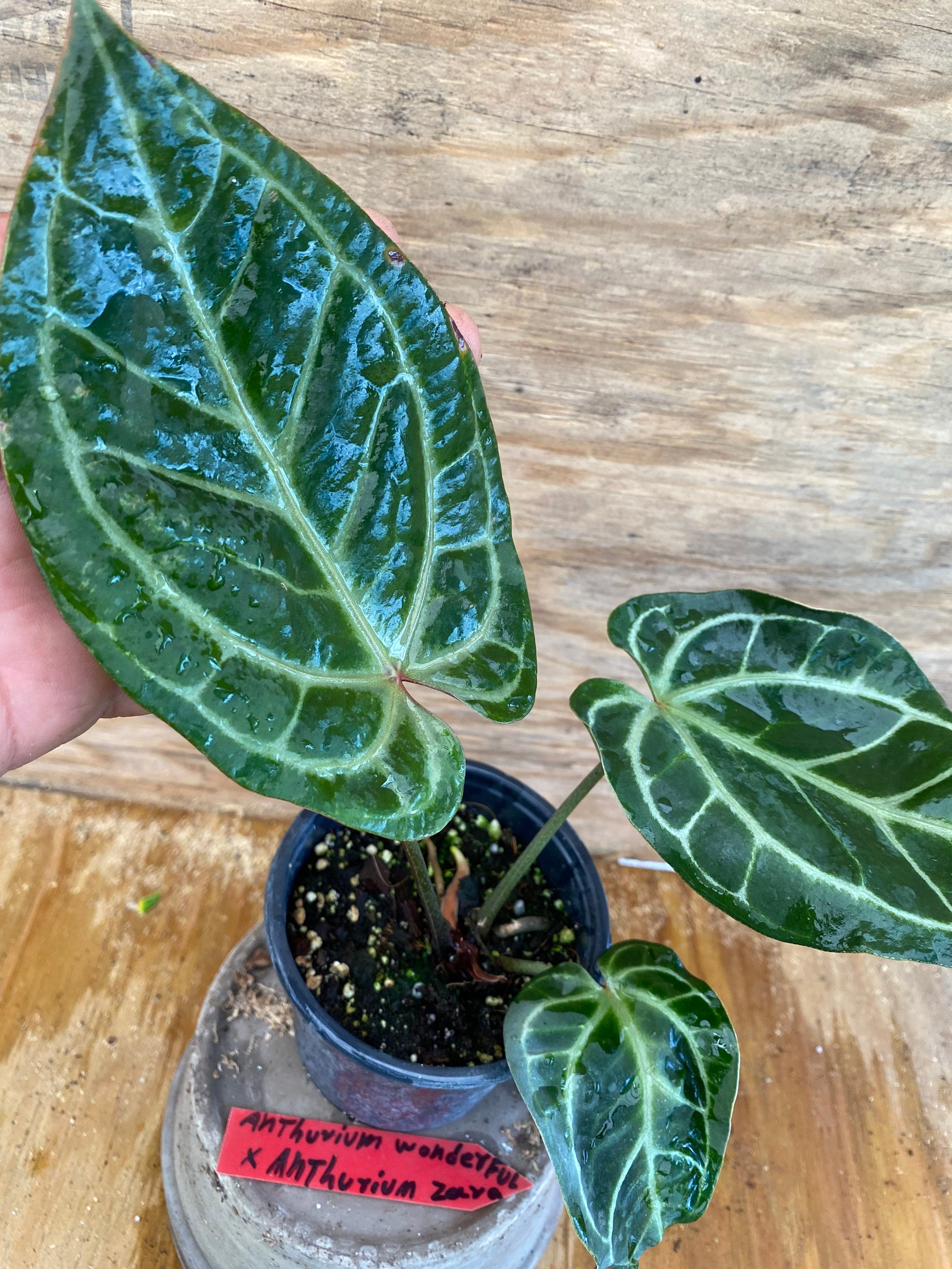 アンスリウム Wonderboy A x Zara