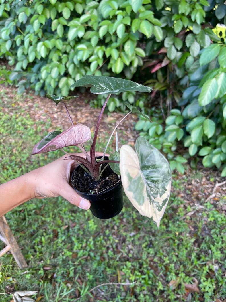 Alocasia Yucatán Princess Christina08garden From Florida Ship Monday