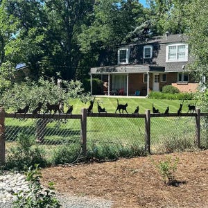 a group of cats on a fence in front of a house