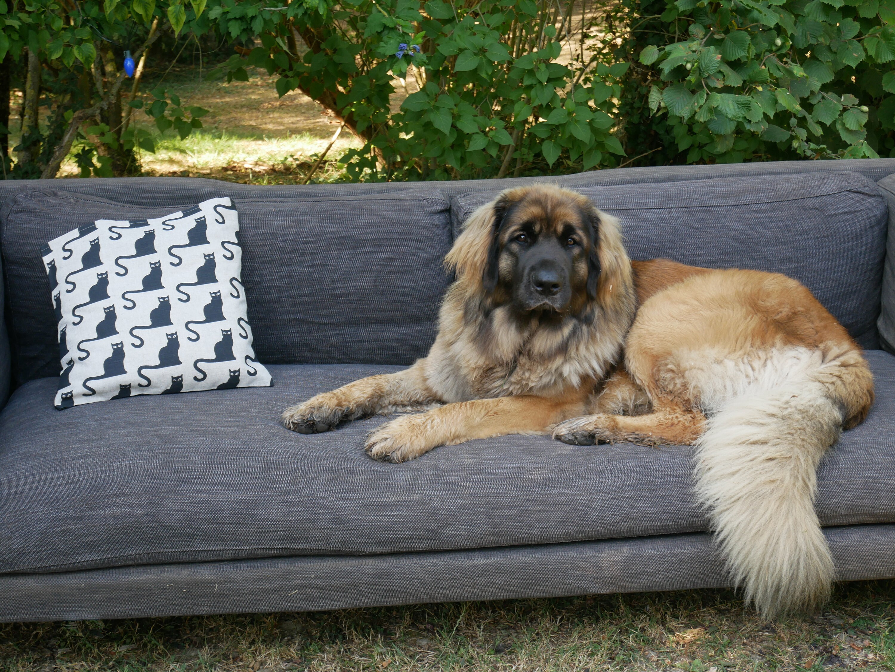 Housse de Coussin Motif Chats