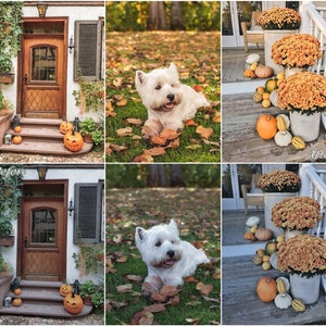 May include: Before and after photos of a white West Highland White Terrier dog in a yard with fall leaves. The dog is lying down in the grass. The before photo shows the yard with a lot of leaves. The after photo shows the yard with fewer leaves.