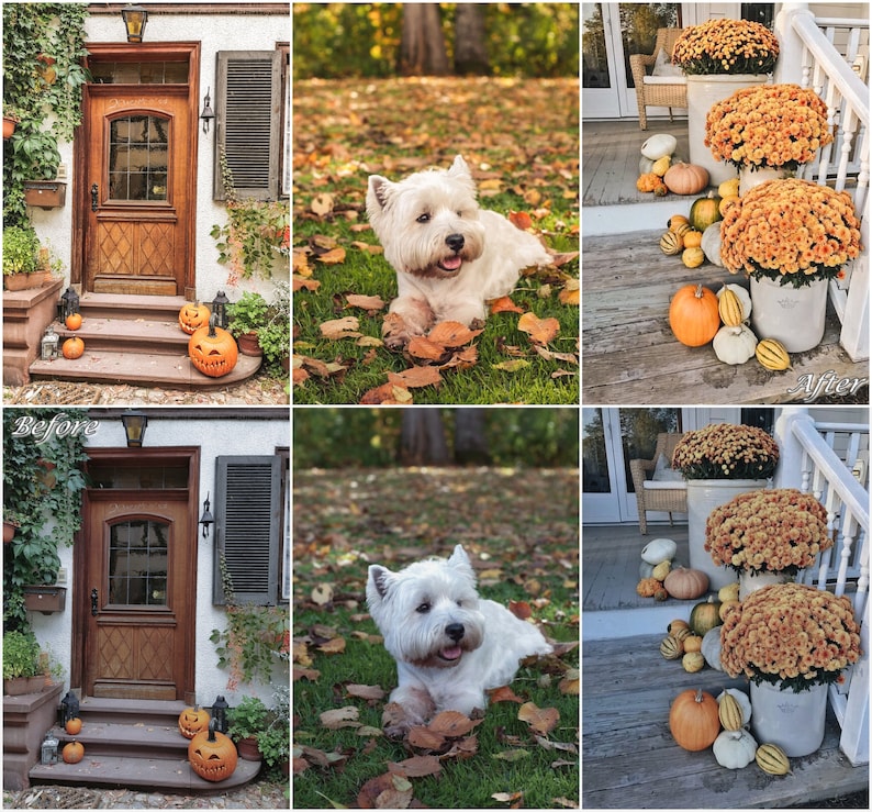 May include: Before and after photos of a white West Highland White Terrier dog in a yard with fall leaves. The dog is lying down in the grass. The before photo shows the yard with a lot of leaves. The after photo shows the yard with fewer leaves.