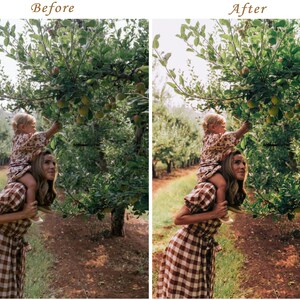 May include: A split-screen comparison showing an adult wearing a brown and white checkered dress with a child in a floral dress sitting on their shoulders, both reaching toward green apples hanging from the branches of an apple tree in an orchard.