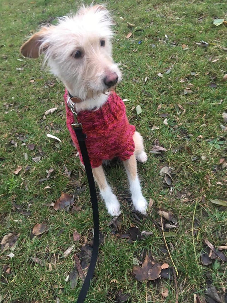 DYLLYS DOG SWEATER on demand