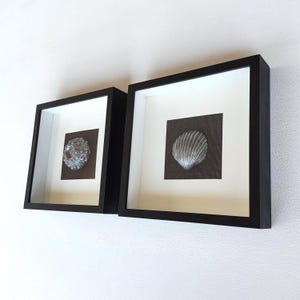 Può includere: Due opere d'arte incorniciate. Ognuna presenta un quadrato grigio scuro con una conchiglia metallica strutturata. Le conchiglie sono poste su uno sfondo scuro all'interno di un passe-partout bianco e una cornice nera. Le cornici sono quadrate e montate su un muro bianco.