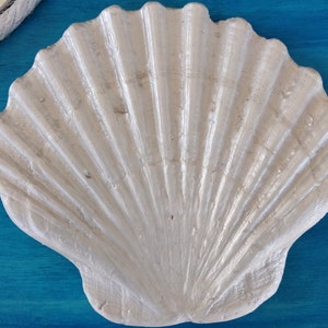 A sculpture of a large smooth and shiny white shell. The shell has a fan-shaped design with many ridges. It poses on a turquoise background and is a coastal style decoration.