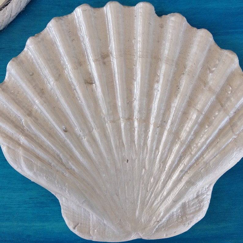 A sculpture of a large smooth and shiny white shell. The shell has a fan-shaped design with many ridges. It poses on a turquoise background and is a coastal style decoration.