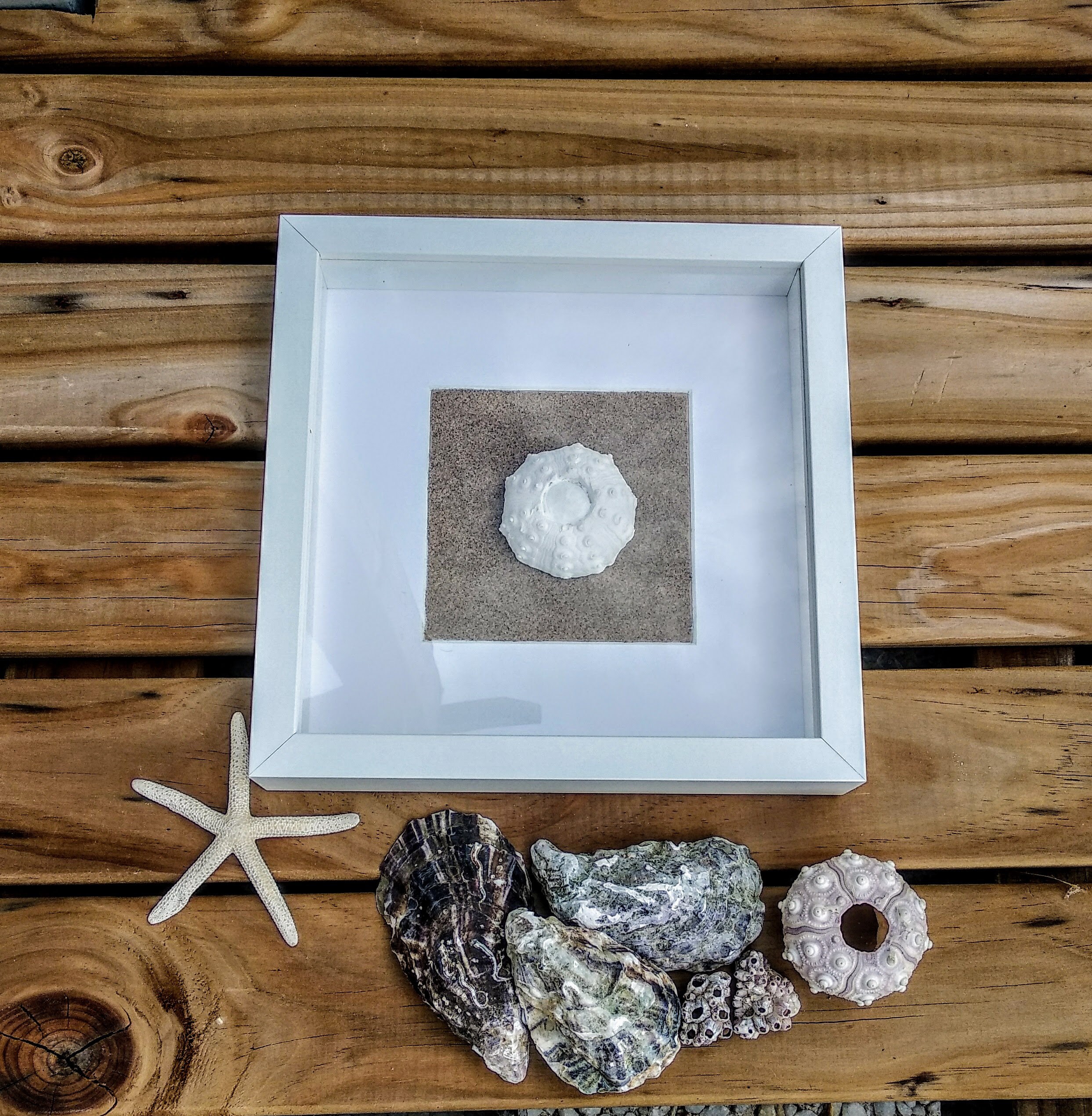 White beach wall decor sea urchin framed coastal wall art Etsy