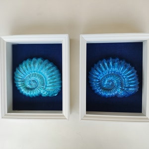 May include: Two framed blue and green ammonite fossils on a white background.