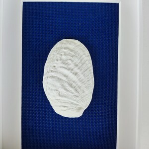 Una concha de abulón blanca con superficie texturizada se muestra en un marco blanco sobre un fondo azul oscuro. Es una obra de arte para la decoración con estilo costero.