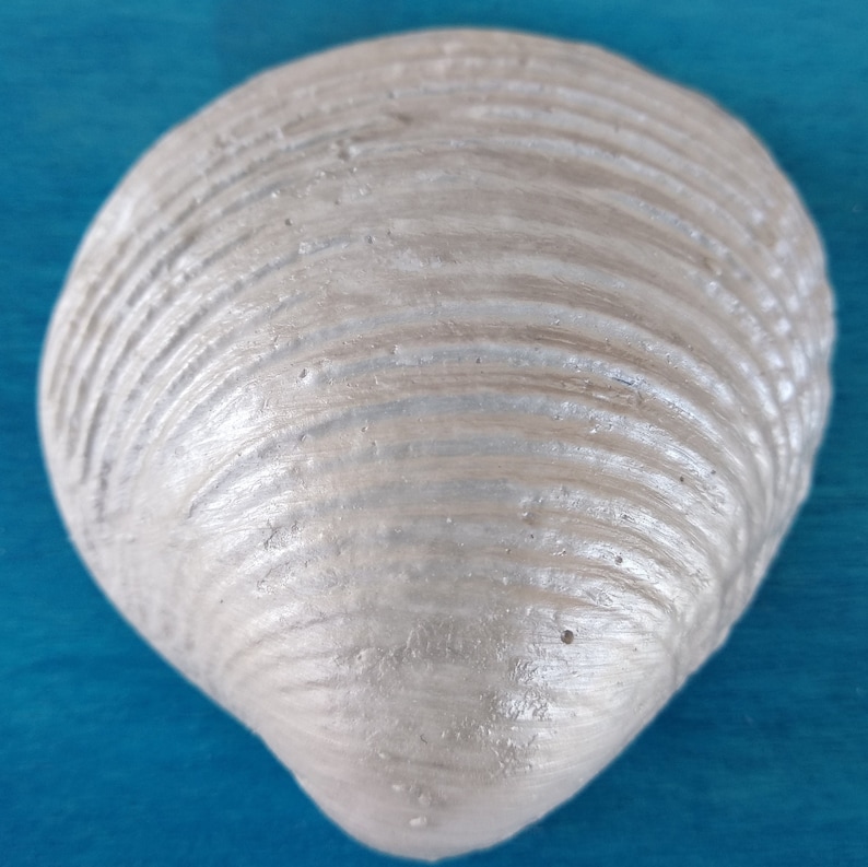 A white sea shell sculpture with a smooth, shiny surface and a ribbed texture. The shell is pearly white and has a slightly oval shape