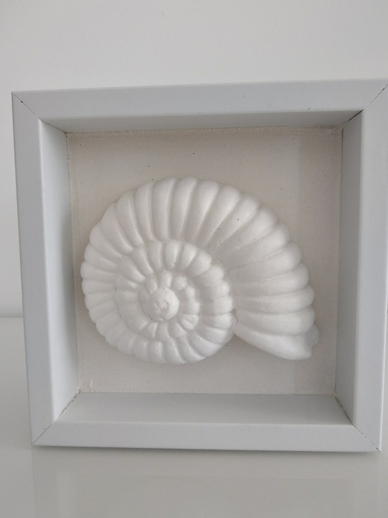 ammonite paint ammonite paint