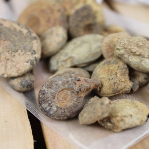 Marokkanische Fossilien Tasche 150 g | Aus Marokko | Gemischte Größen | Natürlicher Ammonit | Fossilien Liebhaber Geschenkidee | Kind Fossilien Liebhaber Einzigartiges Geschenk