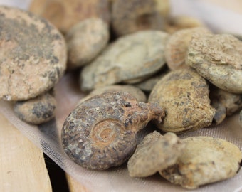 Moroccan Ammonite Fossils Bag | Mixed Sizes, Natural History