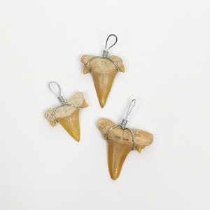 Ciondolo a forma di dente di squalo 2-3 cm / Dente di squalo fossilizzato dal Sahara marocchino / Amuleto fossile / Idea regalo per amanti dei fossili / Regalo per amici
