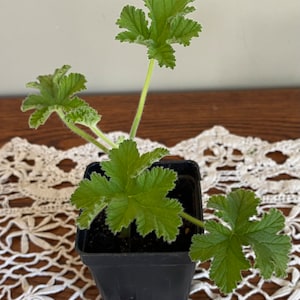Scented Geranium -Attar ofRose