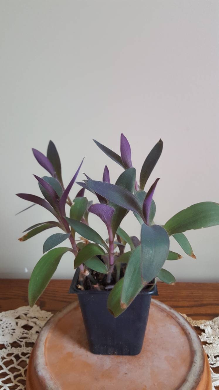 Purple Leaf Houseplant - Etsy Australia