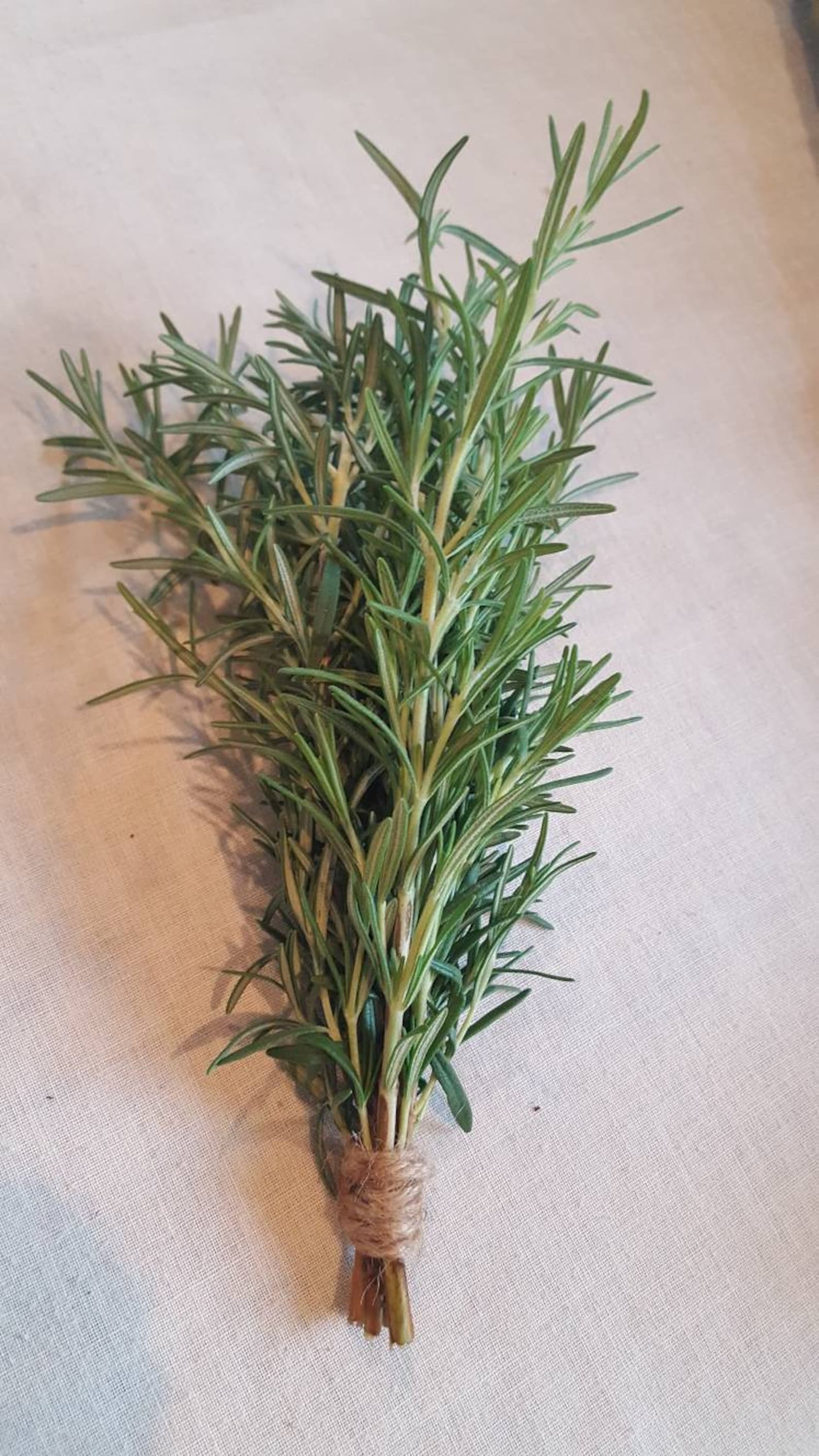 Fresh Rosemary Sprigs Etsy