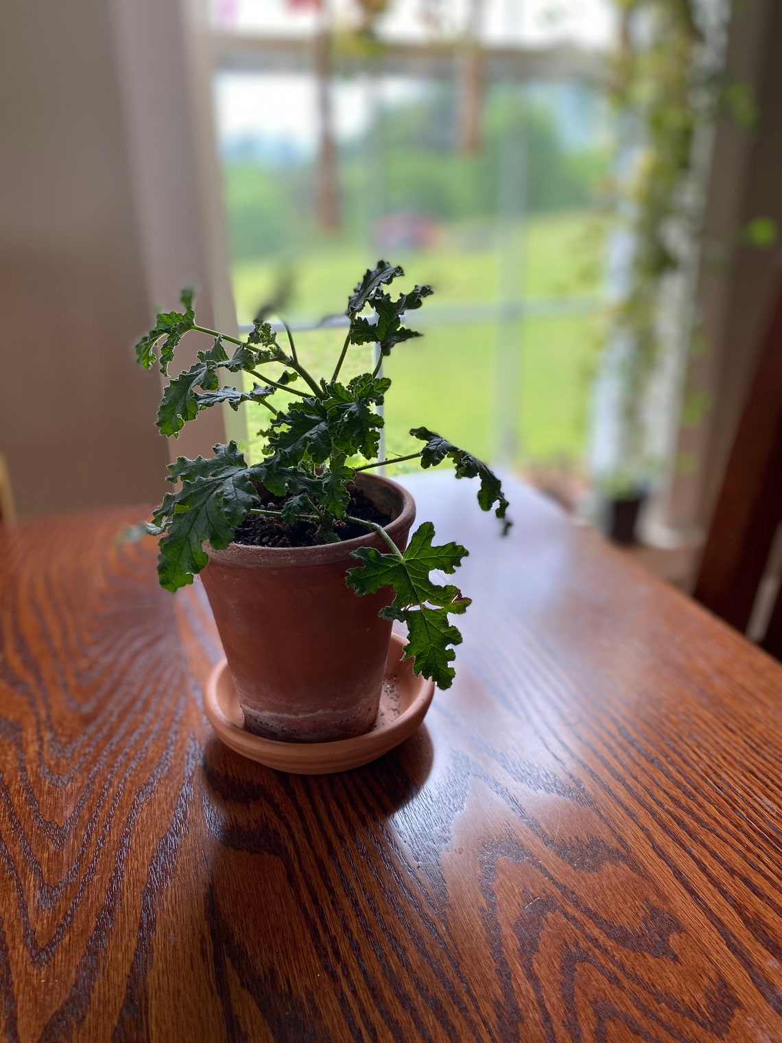 Scented Geranium Fair Ellen Etsy