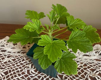 Scented Geranium Orange Fizz