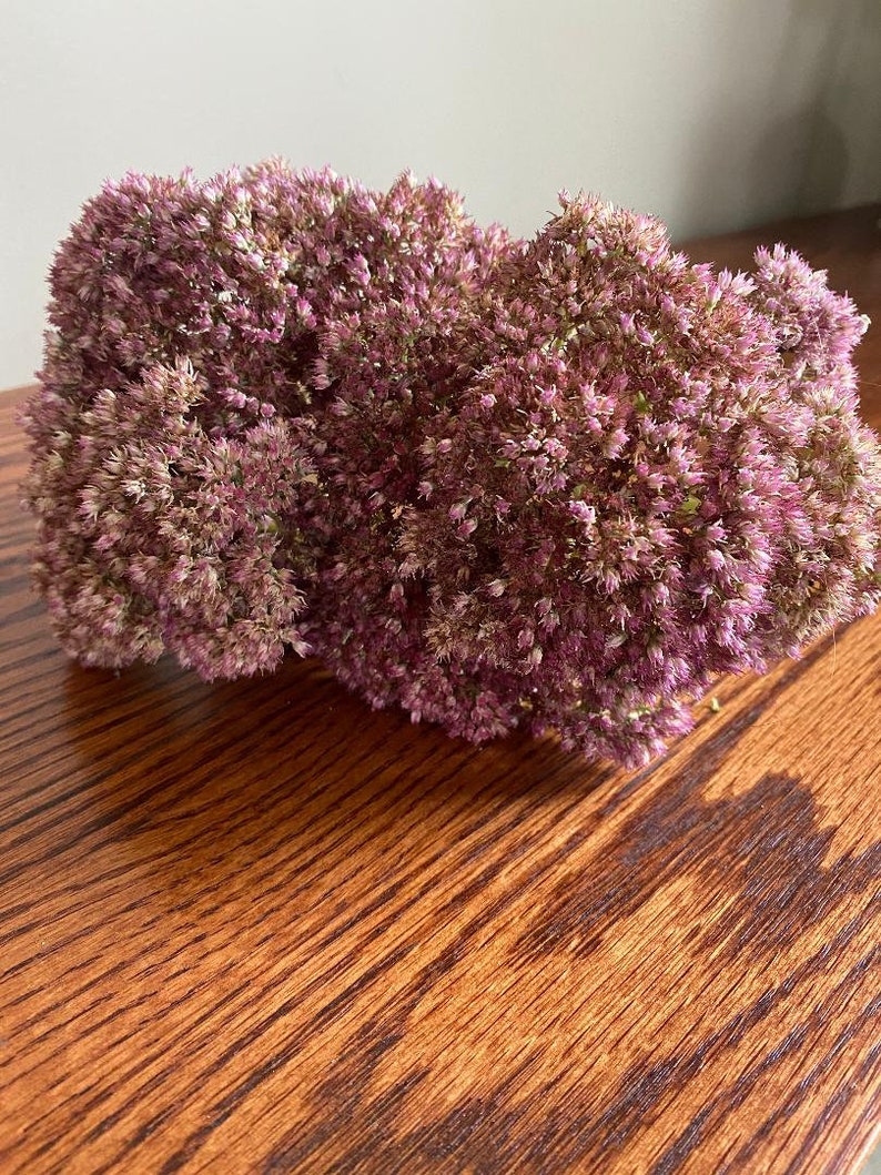 Sedum Dried Etsy