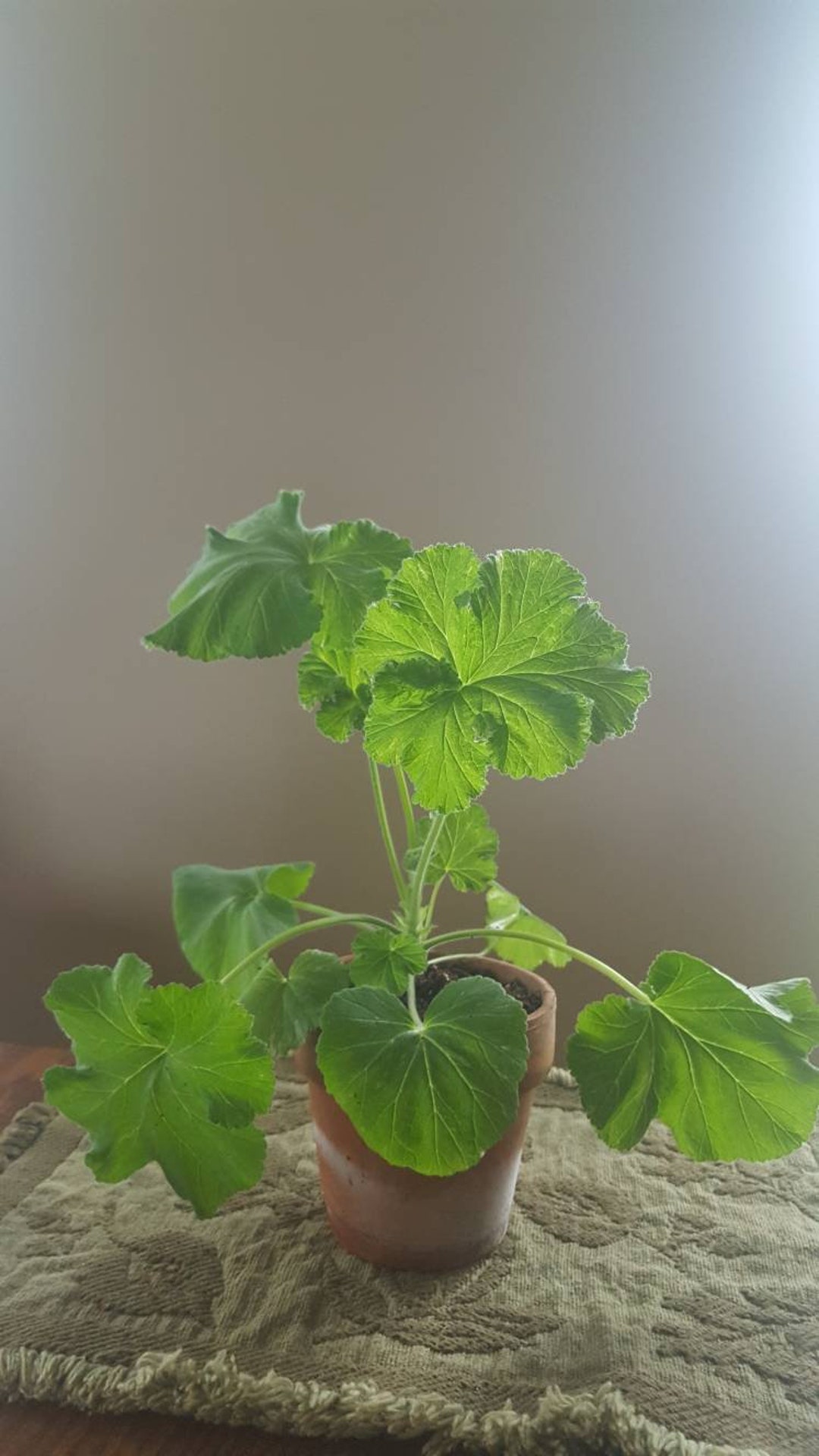Houseplantscented Geranium Snowflake Rose Etsy
