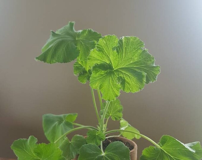 Houseplantscented Geranium, Snowflake Rose Etsy