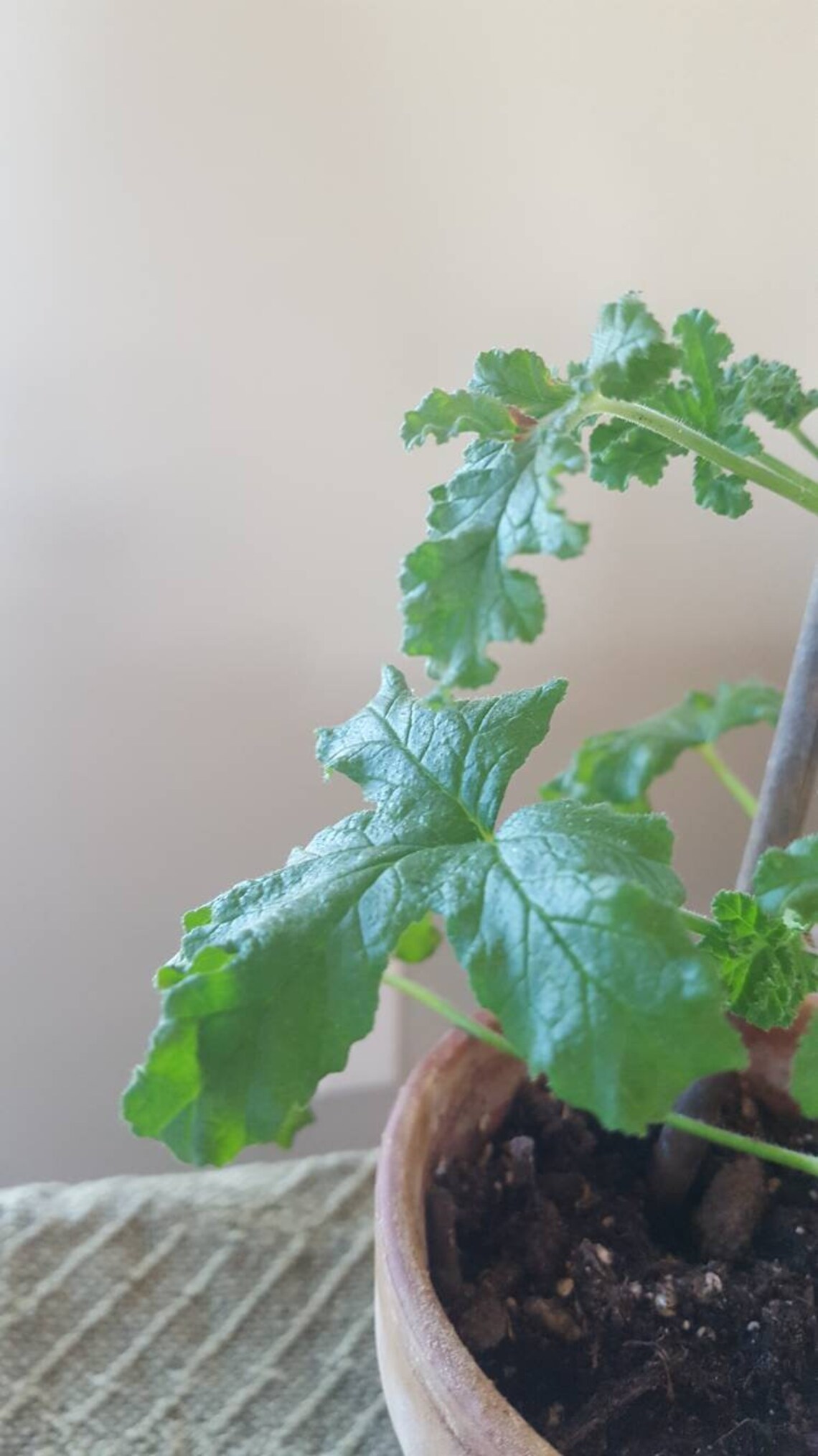 Scented Geranium Fair Ellen Etsy