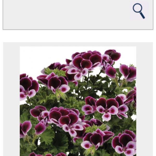 Scented Geranium, Angels Perfume Plant