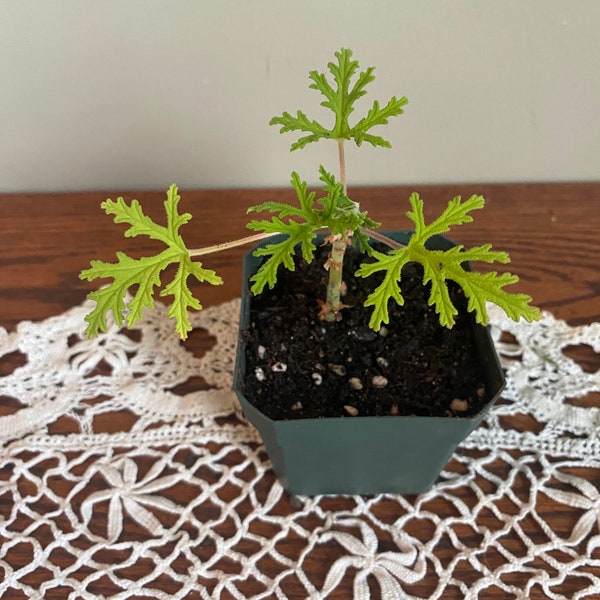 Scented Geranium, Skeleton Rose Starter Plant