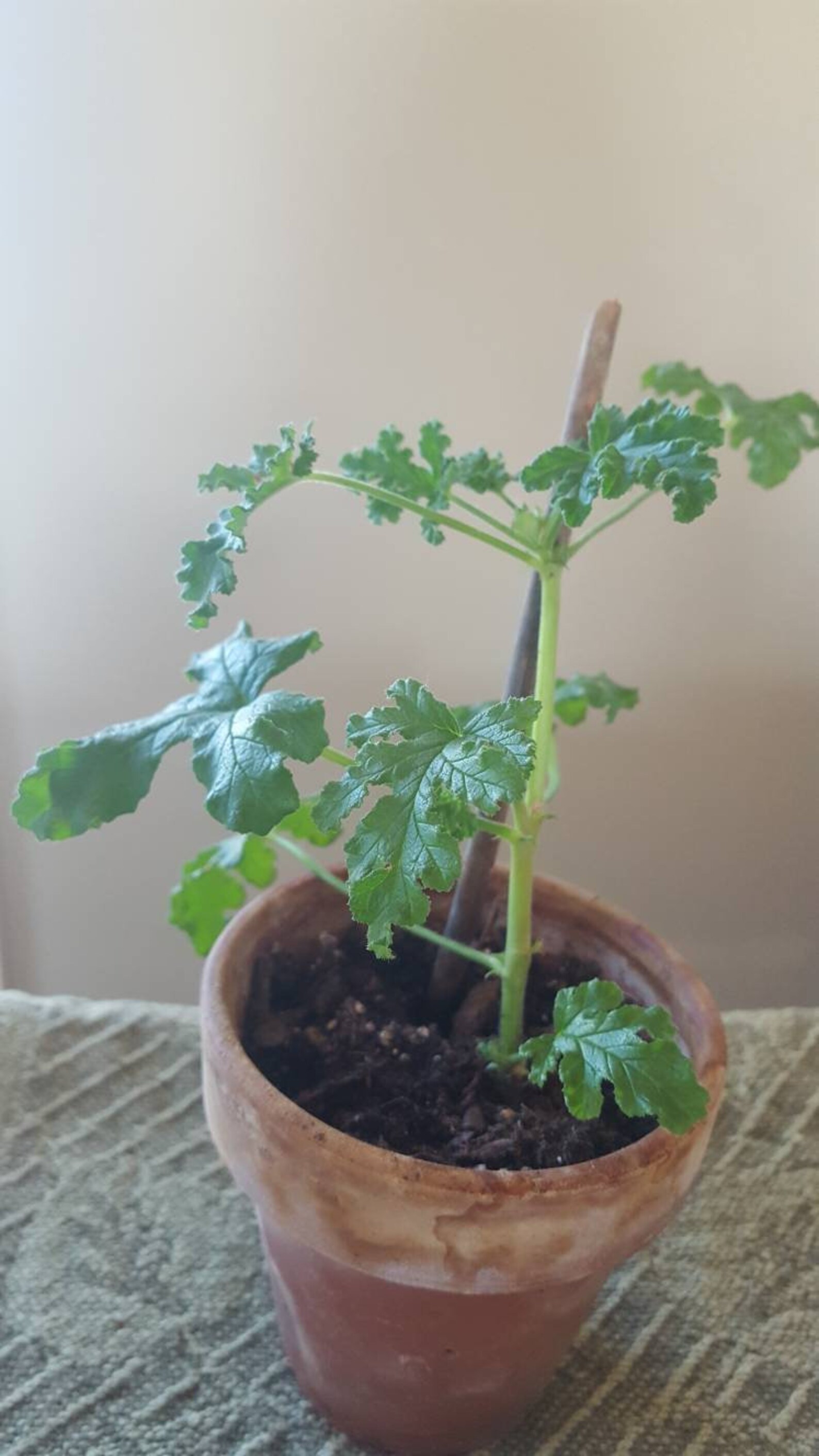 Scented Geranium Fair Ellen Etsy