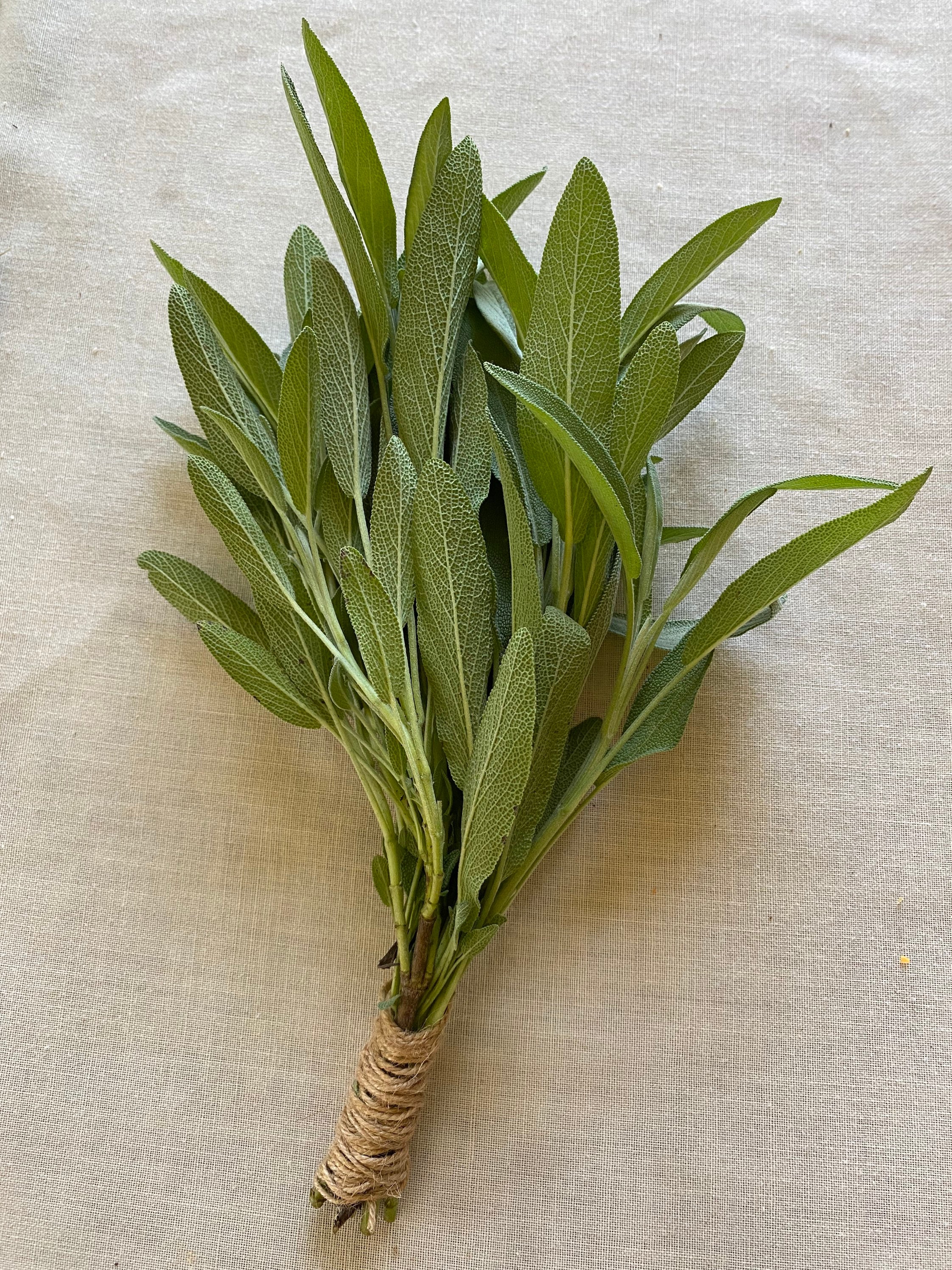 Sage Leaves In Hindi