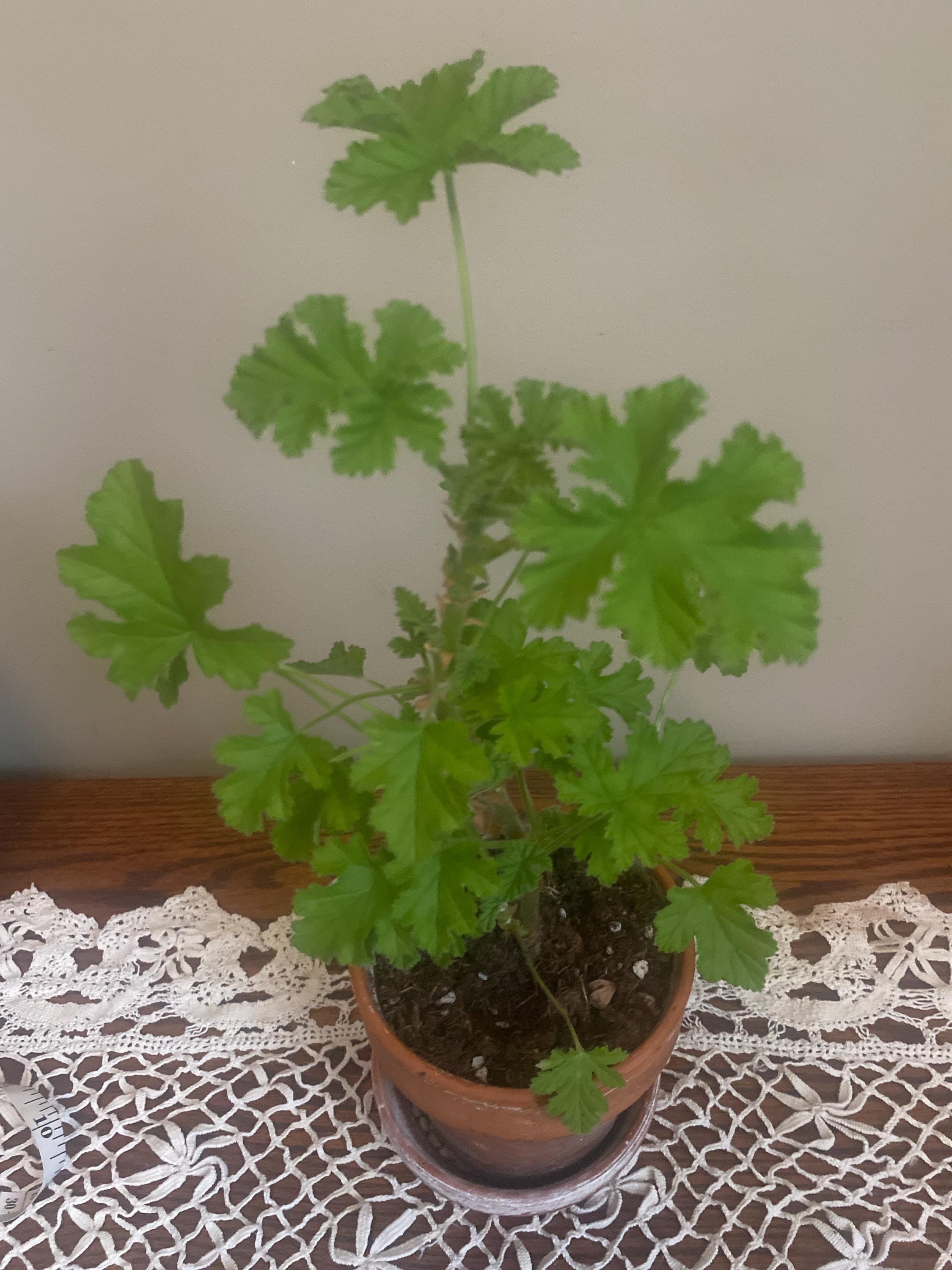Scented Geranium- Attar of Rose