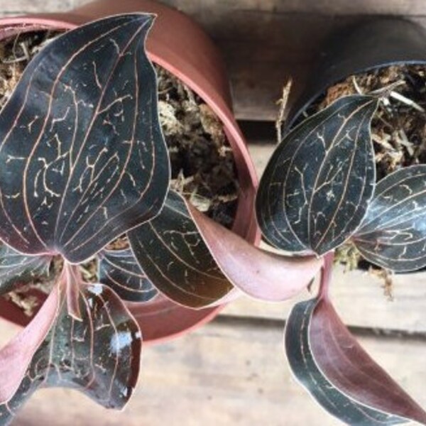 Jewel Orchid Baby- Anoectochilus Chapaensis ' Golden Jewel ' - Live Orchid Plant