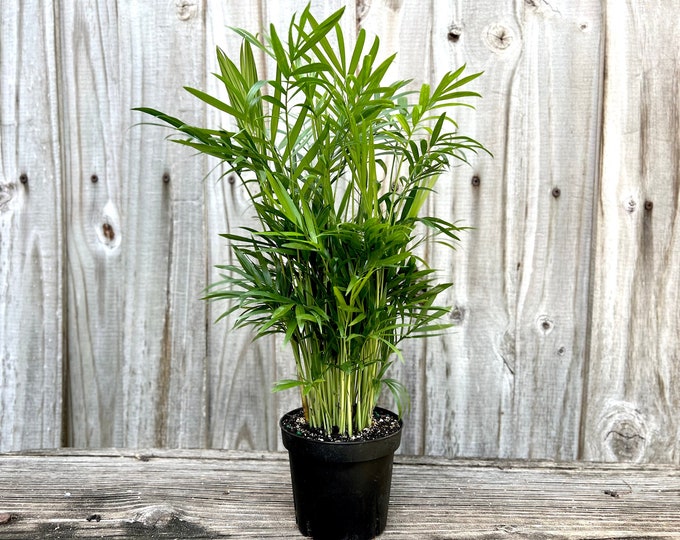 Top Air Purification Plant for Indoor Environments Live Potted Plant