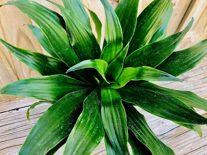Live house plant Dracaena Compacta small plant for indoors