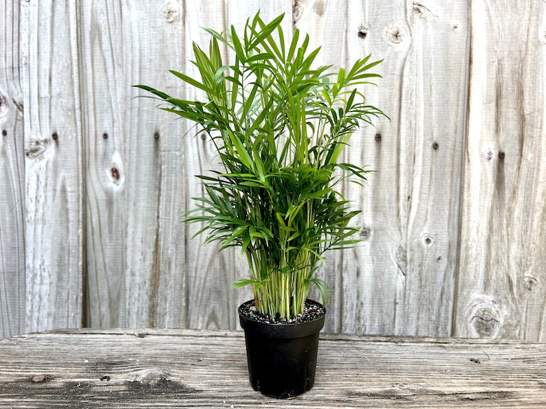 top air purification plant for indoor environments live potted plant,15\u201d-18\u201d tall, neanthe bella palm, easy to care for plant, pet safe