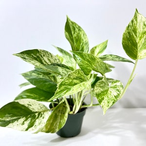 Live Marble Queen Potho , devils ivy, easy to care for, live Plant, indoor plant, house plant, air cleaning plant