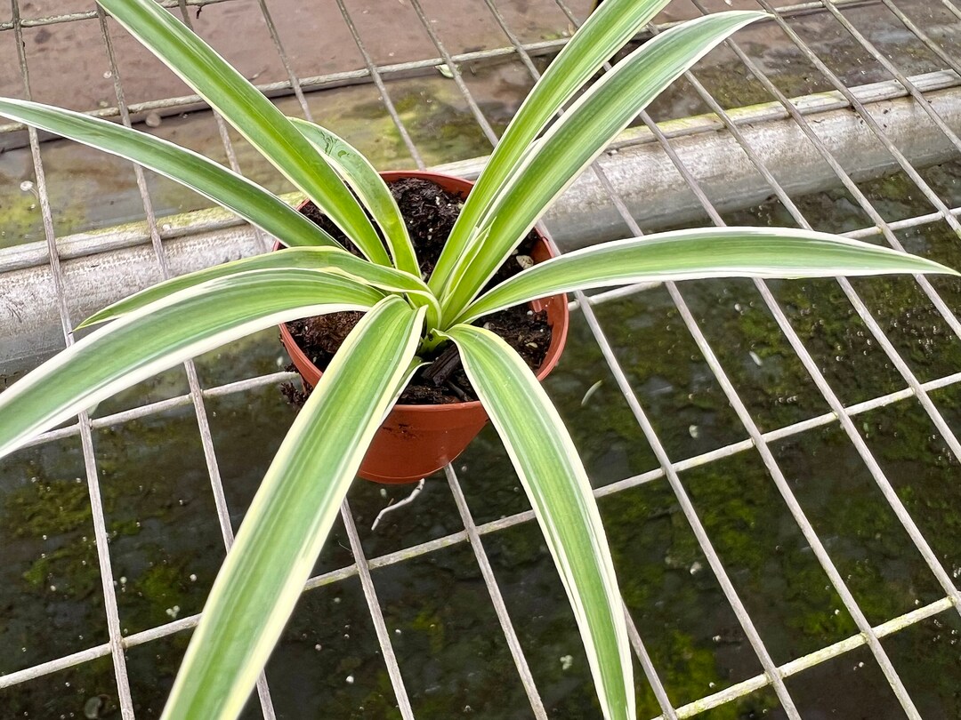 baby-spider-plant-variegated-2-5-live-plant-cute-house-etsy
