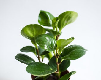 Baby rubber plant live Peperomia Obtusifolia in a 4” pot, rooted plant, indoor plant, houseplant, succulent-like leaves, shelf plant
