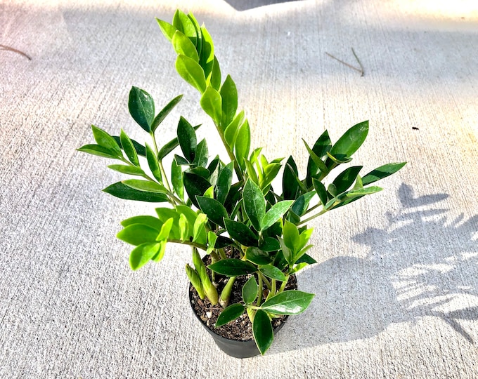 Zamicro Rare Dwarf Zz Plant Live Plant 4 Pot Easy Care Etsy