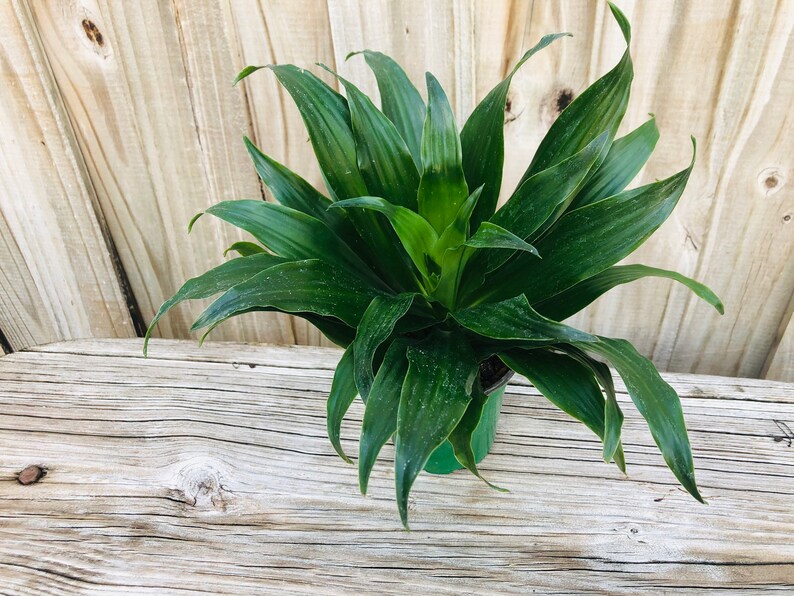 Live house plant Dracaena Compacta small plant for indoors