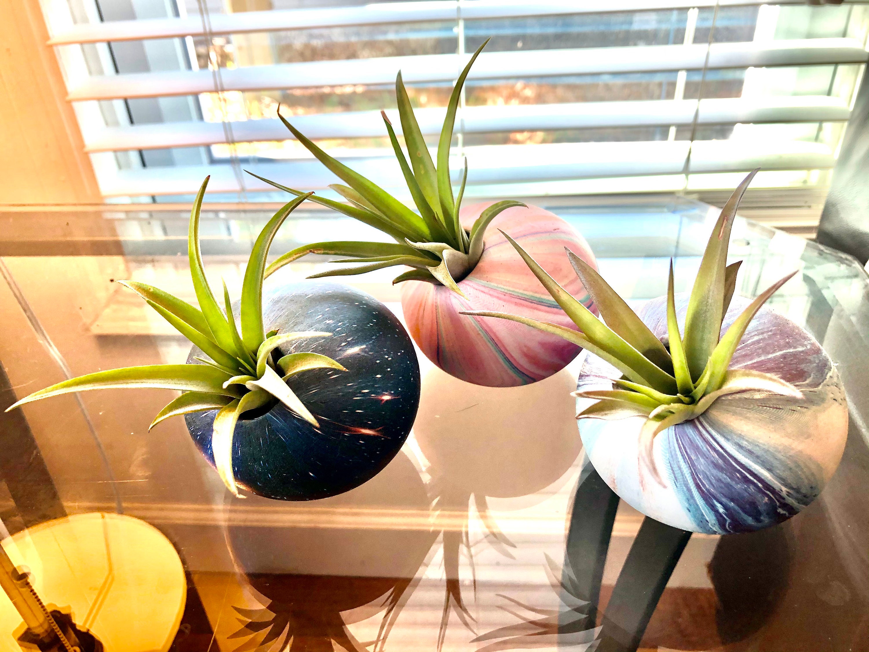 Air plant lucid dreams ball live plant decor indoor plants