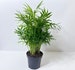 top air purification plant for indoor environments 4” parlour palm, neanthe bella palm, indoor houseplant, easy to care for live plant 